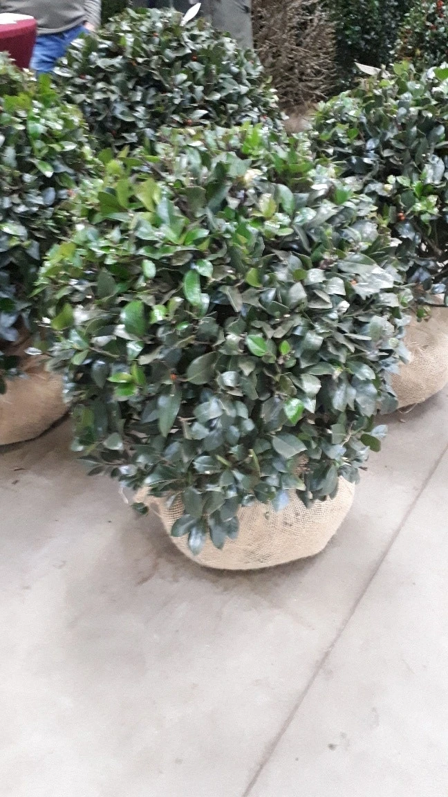 Hulst In Bolvorm (Ilex Altaclerensis ‘Camelliifolia’) 4 Hulst In Bolvorm (Ilex Altaclerensis ‘Camelliifolia’) - Image 2