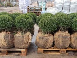 Japanse Hulst In Bolvorm (Ilex Crenata 'Caroline Upright') 5 Japanse Hulst In Bolvorm (Ilex Crenata 'Caroline Upright') -Garden Plants Series Store 20190207 123828