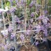 Blauwe Regen Als Leivorm (Wisteria Brachybotrys 'Yokohama Fuji') -Garden Plants Series Store 20190507 113255 resized 1