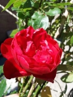 Klimroos (Rosa 'Amadeus') -Garden Plants Series Store 20190629 130707 1