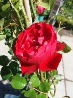 Klimroos (Rosa 'Amadeus') -Garden Plants Series Store 20190629 130841 1