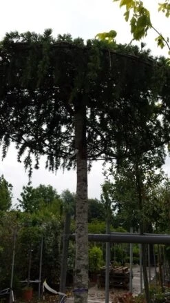 Ceder Als Dakboom (Cedrus Deodara 'Pendula') -Garden Plants Series Store 20190712 120955 2