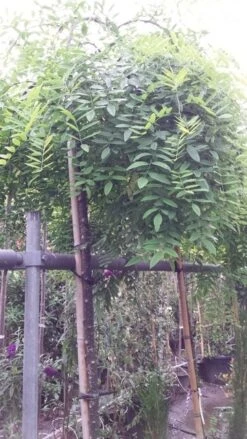 Honingboom (Sophora Japonica 'Pendula') -Garden Plants Series Store 20190712 122954