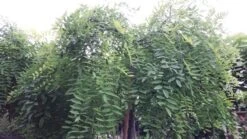 Honingboom (Sophora Japonica 'Pendula') -Garden Plants Series Store 20190712 123019