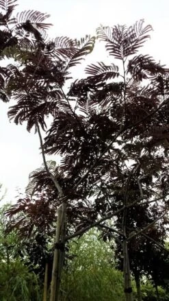 Perzische Slaapboom Als Boom (Albizia Julibrissin 'Summer Chocolate') -Garden Plants Series Store 20190712 123113