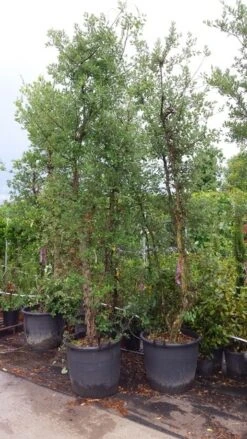 Kurkeik Meerstammig (Quercus Suber) -Garden Plants Series Store 20190712 151928 1