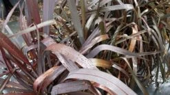 Nieuw Zeelands Vlas (Phormium Tenax 'Purpureum') 17 Nieuw Zeelands Vlas (Phormium Tenax 'Purpureum') -Garden Plants Series Store 20190712 152706