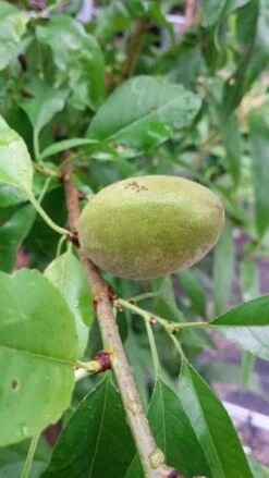 Amandelboom (Prunus Dulcis) -Garden Plants Series Store 20190712 153121 1