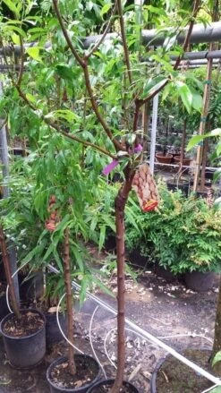 Amandelboom (Prunus Dulcis) -Garden Plants Series Store 20190712 153317 1
