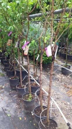 Amandelboom (Prunus Dulcis) -Garden Plants Series Store 20190712 153330 1