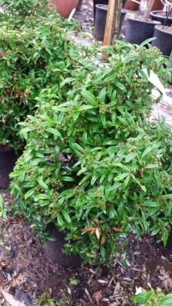 Vuurdoorn Als Bol (Pyracantha 'Navaho') -Garden Plants Series Store 20190712 153414 1