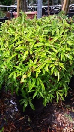 Vuurdoorn Als Bol (Pyracantha 'Navaho') -Garden Plants Series Store 20190712 153454