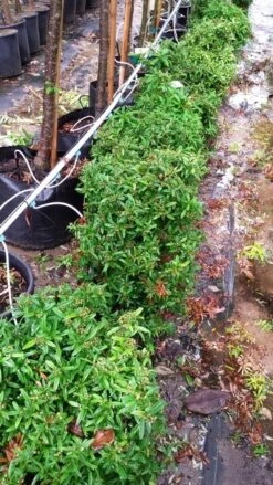 Vuurdoorn Als Bol (Pyracantha 'Navaho') -Garden Plants Series Store 20190712 153510 1