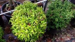 Vuurdoorn Als Bol (Pyracantha 'Navaho') -Garden Plants Series Store 20190712 153519 1