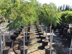 Perzische Slaapboom Als Halfstam (Albizia Julibrissin) 7 Perzische Slaapboom Als Halfstam (Albizia Julibrissin) -Garden Plants Series Store 20190914145226234605