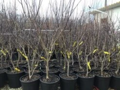 Kornoelje (Cornus Florida 'Rainbow') -Garden Plants Series Store 20201228 joha pre t16 69676