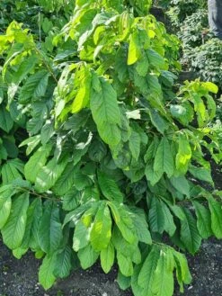 Pawpaw (Asimina Triloba) -Garden Plants Series Store 20210826 102528