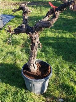 Druif, Op Stam (Vitis Vinifera) -Garden Plants Series Store 20220217 111202
