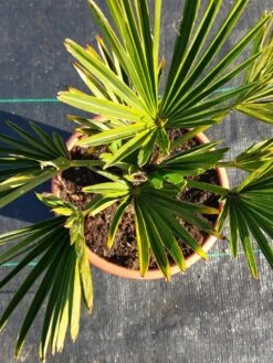 Winterharde Palm (Trachycarpus Wagnerianus) 14 Winterharde Palm (Trachycarpus Wagnerianus) -Garden Plants Series Store 20220217 112447 1