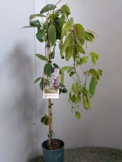 Groenblijvende Clematis (Clematis Armandii 'Hendersonii Rubra') -Garden Plants Series Store 20220613 162124