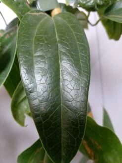 Groenblijvende Clematis (Clematis Armandii 'Hendersonii Rubra') -Garden Plants Series Store 20220613 162250