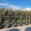 Olijfwilg Als Leiboom (Elaeagnus Ebbingei) 1 Olijfwilg Als Leiboom (Elaeagnus Ebbingei) -Garden Plants Series Store 20220728 174446