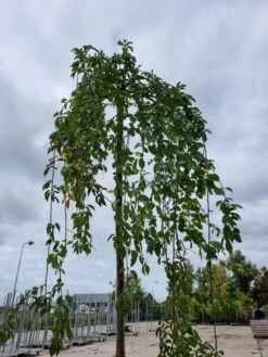 Treursierkers (Prunus Subhirtella 'Pendula Rosea') -Garden Plants Series Store 20221003 124006 1