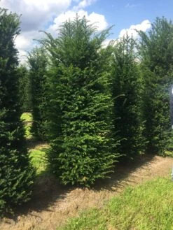 Grote Venijnboom (Taxus Baccata) -Garden Plants Series Store 250300x 100 125 1