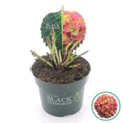 Hortensia (Hydrangea Black Diamonds Red Angel) -Garden Plants Series Store 2 4 1