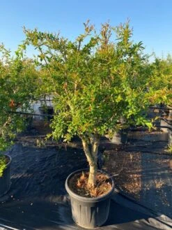 Granaatappel Als Solitair (Punica Granatum) -Garden Plants Series Store 2abb39e3 174c 4ec1 a229 9f8a81d17e96