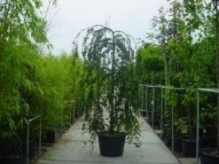 Japanse Treursierkers (Prunus 'Snow Fountain') -Garden Plants Series Store 315prunussnowfountain 1 2