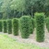 Taxus (Taxus Baccata Cilinder) 2 Taxus (Taxus Baccata Cilinder) -Garden Plants Series Store 343taxusbaccatacilinder 1