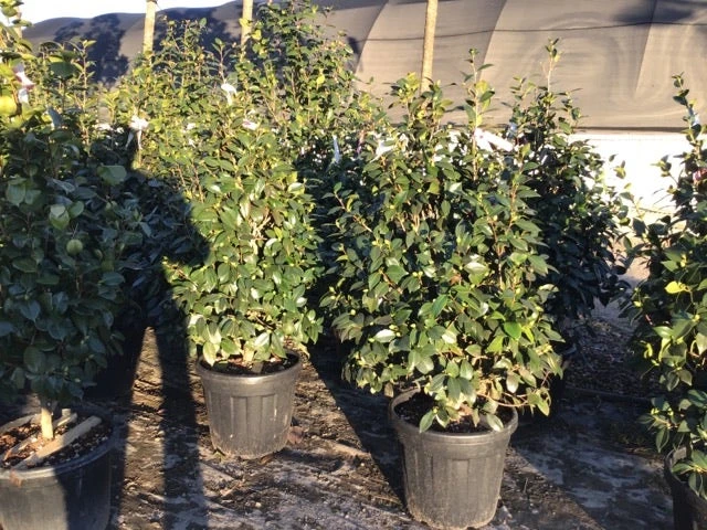 Camelia (Camellia Japonica 'Nuccio's Pearl') 4 Camelia (Camellia Japonica 'Nuccio's Pearl') - Image 2