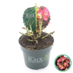 Hortensia (Hydrangea Black Diamonds Dark Angel) -Garden Plants Series Store 3 4 1