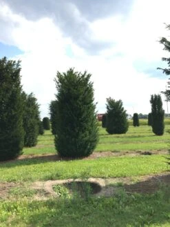 Grote Venijnboom (Taxus Baccata) -Garden Plants Series Store 400450x 150 200