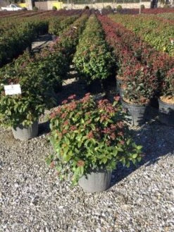 Sneeuwbal Als Bolvorm (Viburnum Tinus 'Eve Price') -Garden Plants Series Store 4050 2