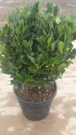 Kardinaalshoed Als Bol (Euonymus Japonicus) -Garden Plants Series Store 571328de 1e9f 4f19 9e1a 8d9fdf427045