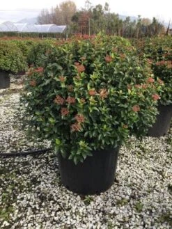Sneeuwbal Als Bolvorm (Viburnum Tinus 'Eve Price') -Garden Plants Series Store 6070 2