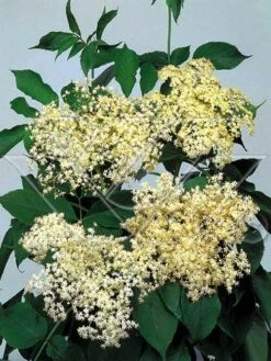 Vlier (Sambucus Nigra) -Garden Plants Series Store 703081 3 1