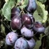 Pruimenboom (Prunus Domestica 'Kwetsen') -Garden Plants Series Store 806615 4 1