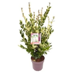 Liguster (Ligustrum Japonicum 'Texanum') -Garden Plants Series Store 8863908295aea1fafcc3b9c48b0993c1