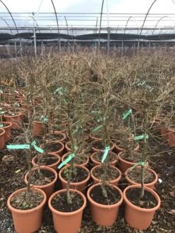 Japanse Esdoorn (Acer Palmatum 'Viridis') -Garden Plants Series Store 8 1