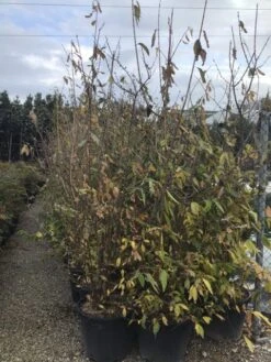 Winterzoet (Chimonanthus Praecox) -Garden Plants Series Store 9