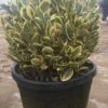 Kardinaalshoed Als Bol (Euonymus Japonicus 'Bravo') -Garden Plants Series Store 92dad862 0f9e 4dee 96e6 88c471cb2c98