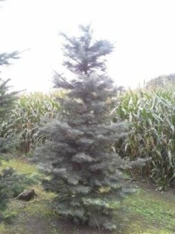 Colorado Zilverspar (Abies Concolor) -Garden Plants Series Store abies concolor 300 350