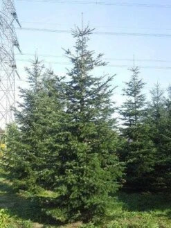 Nordmann-spar (Abies Nordmanniana) -Garden Plants Series Store abies nordmaniana 550
