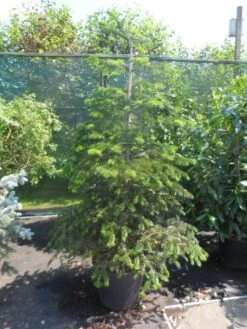 Nordmann-spar (Abies Nordmanniana) -Garden Plants Series Store abies nordmanniana 150 175 200