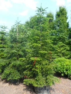 Nordmann-spar (Abies Nordmanniana) -Garden Plants Series Store abies nordmanniana 250 300