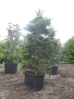 Nordmann-spar (Abies Nordmanniana) -Garden Plants Series Store abies nordmanniana 350 400 c750