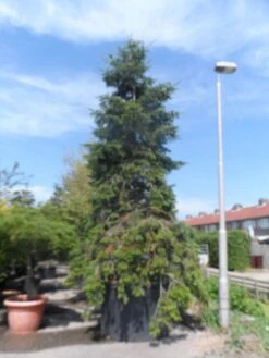 Nordmann-spar (Abies Nordmanniana) -Garden Plants Series Store abies nordmanniana 400 500 c1500